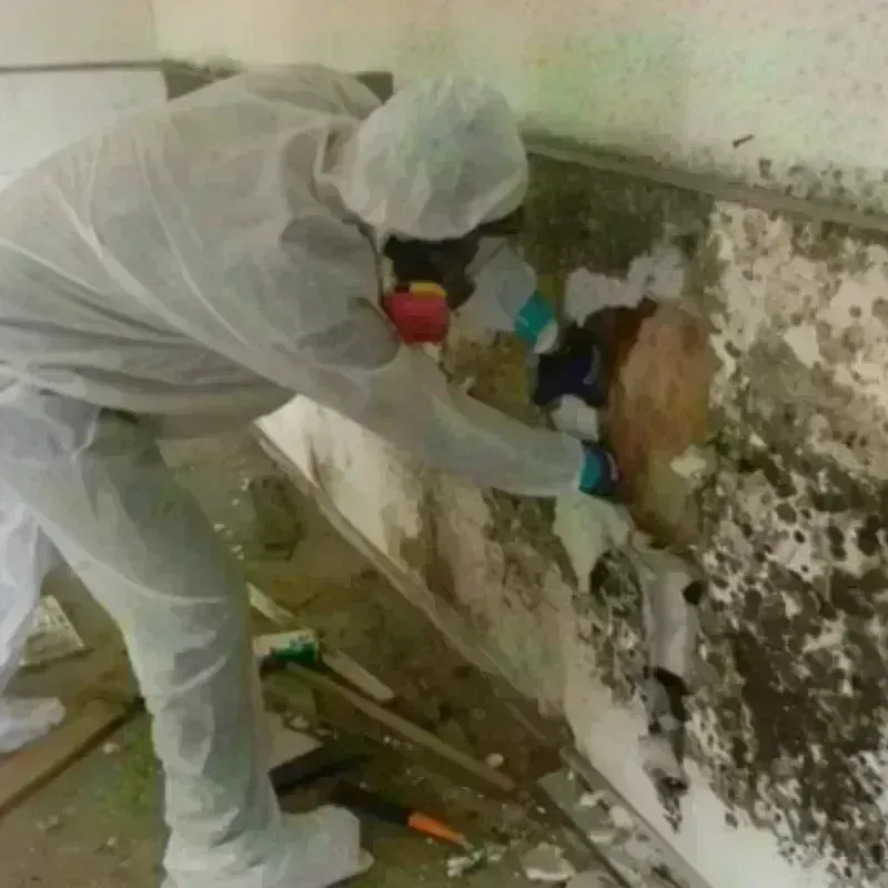 Mold Remediation and Removal in Pearlington, MS